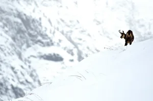 Wildtiere haben in Wildruhezonen einen Rückzugsort, zum nisten oder zur Nahrungssuche.