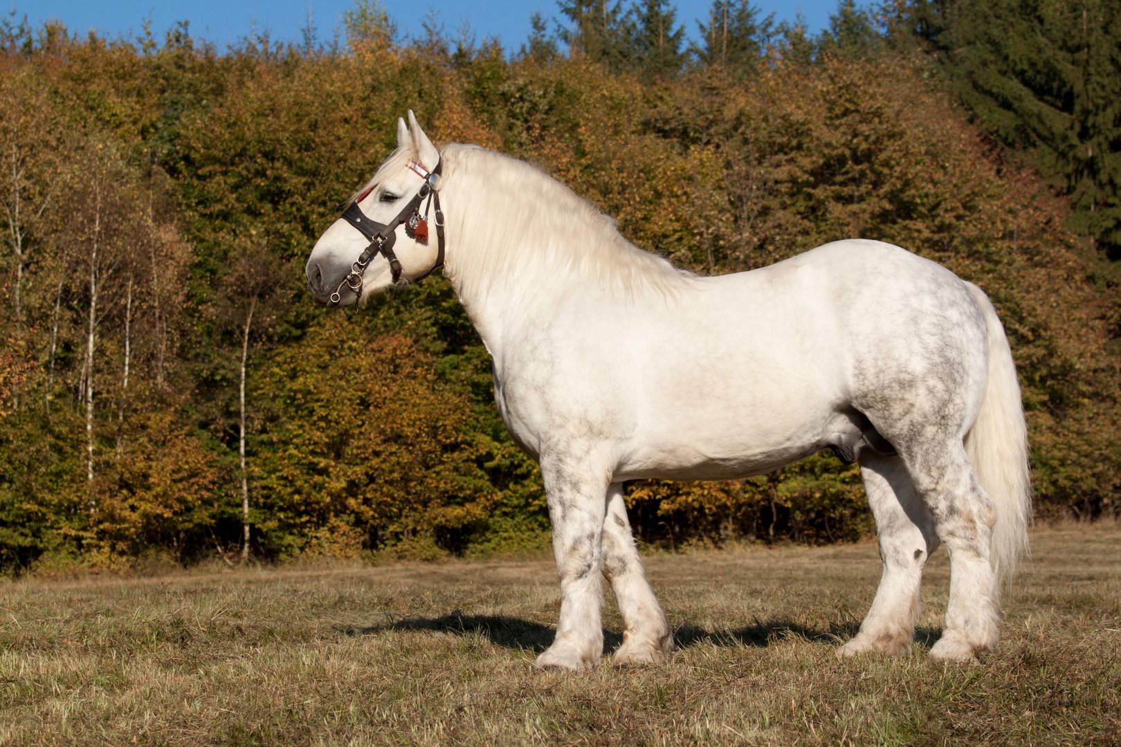 Percheron: Elegantes Zugpferd aus Frankreich