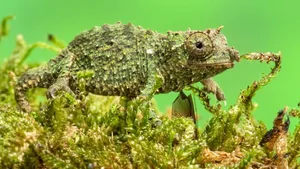 Der Tiergarten Schönbrunn mledet Nguru-Zwergchamäleon-Nachwuchs.