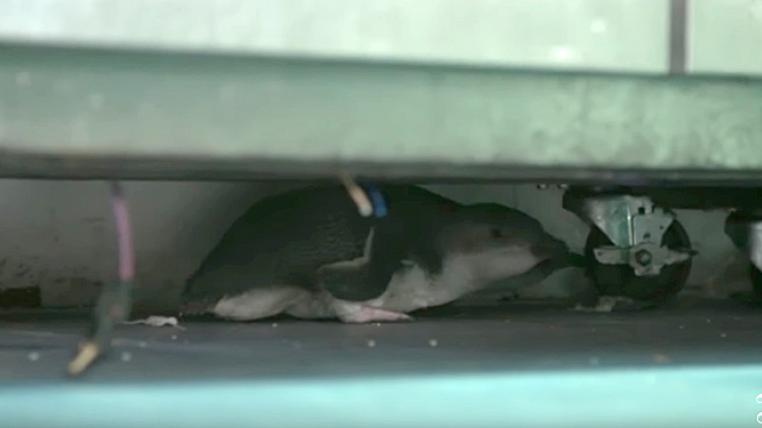 pinguine-sushi-bar-wellington-neuseeland.jpg