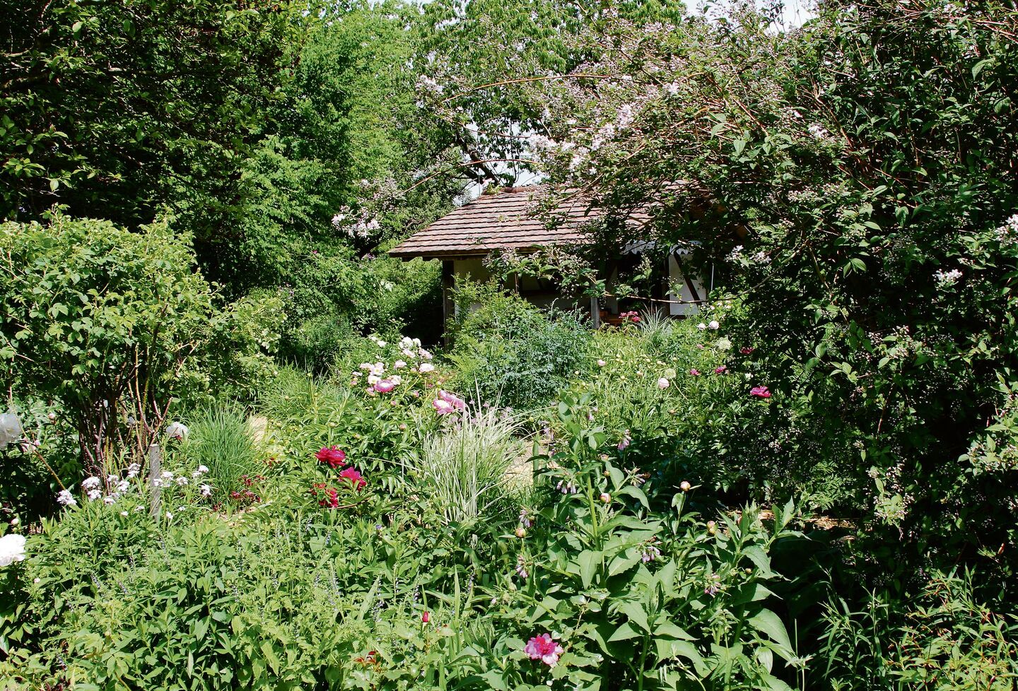In Rosmarie Mosimanns Garten entfalten sich Blumen mit aufeinander abgestimmten Farbtönen wie etwa Pfingstrosen und Iris.