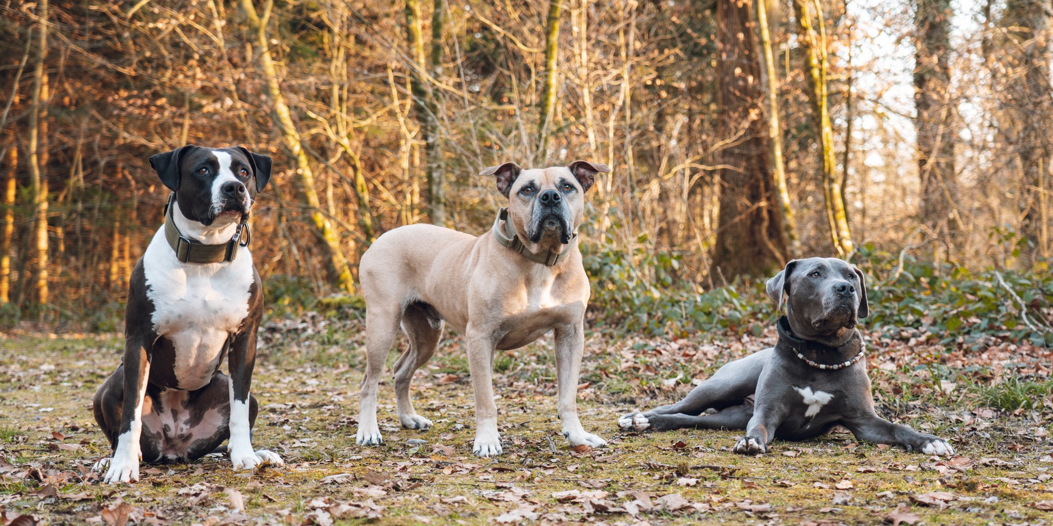 Listenhunde: Weshalb die Rasse nur zweitrangig ist