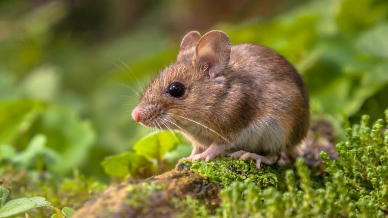 waldmaus.jpg