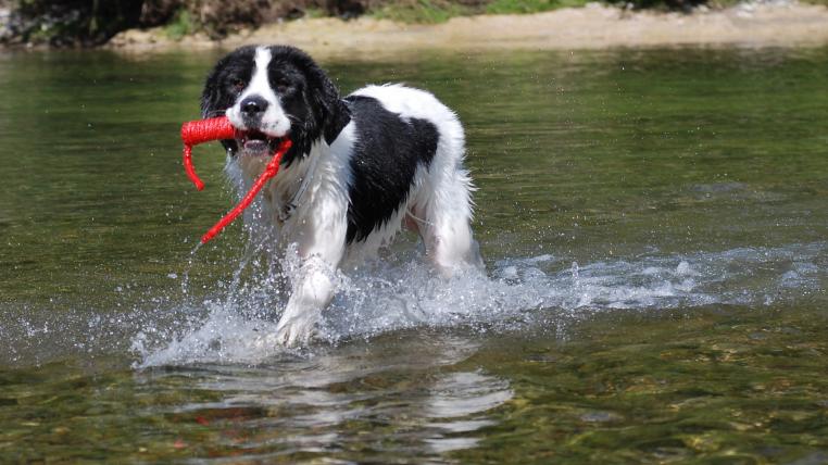 landseer.jpg