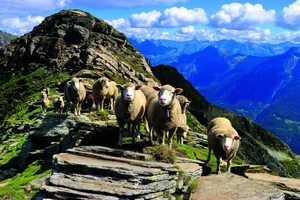 Den Sommer verbringen viele Schafe in der Schweiz auf der Alp.