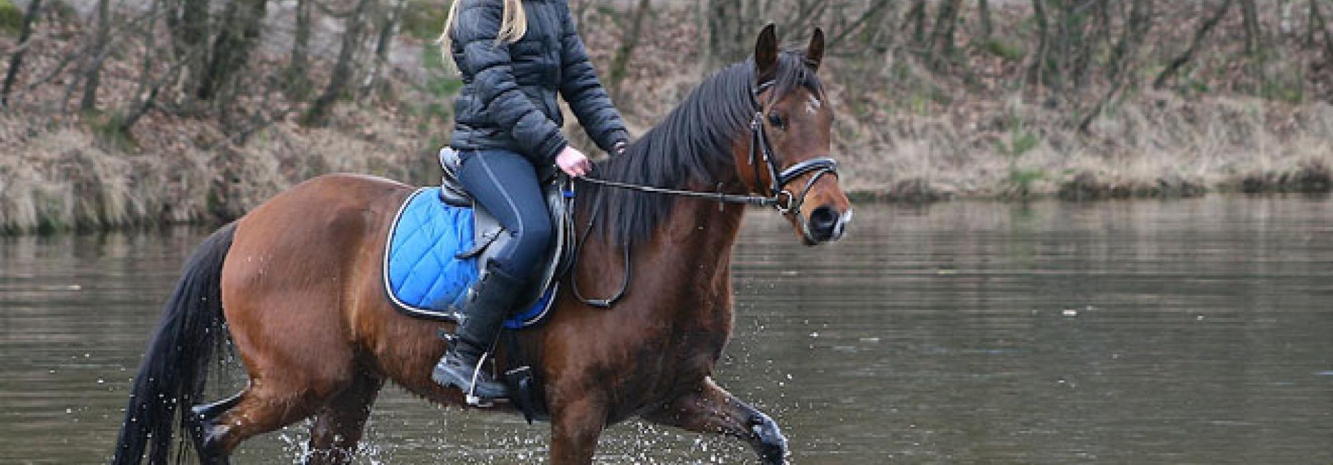 pferd-wasser.jpg