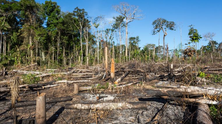 Abgeholzter Amazonas in Brasilien