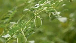 Kichererbsen sind in der Schweiz derzeit noch ein Nischenprodukt. Eines mit grossem Potenzial: Kichererbsen sind reich an pflanzlichem Eiweiss und vertragen Hitze und lange Trockenperioden gut.