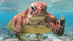 Der Gesamtsieger heisst «Terry the Turtle» und er scheint über das Foto eher nicht so erfreut zu sein. Terry gewinnt auch den «Creatures under the Water Award».