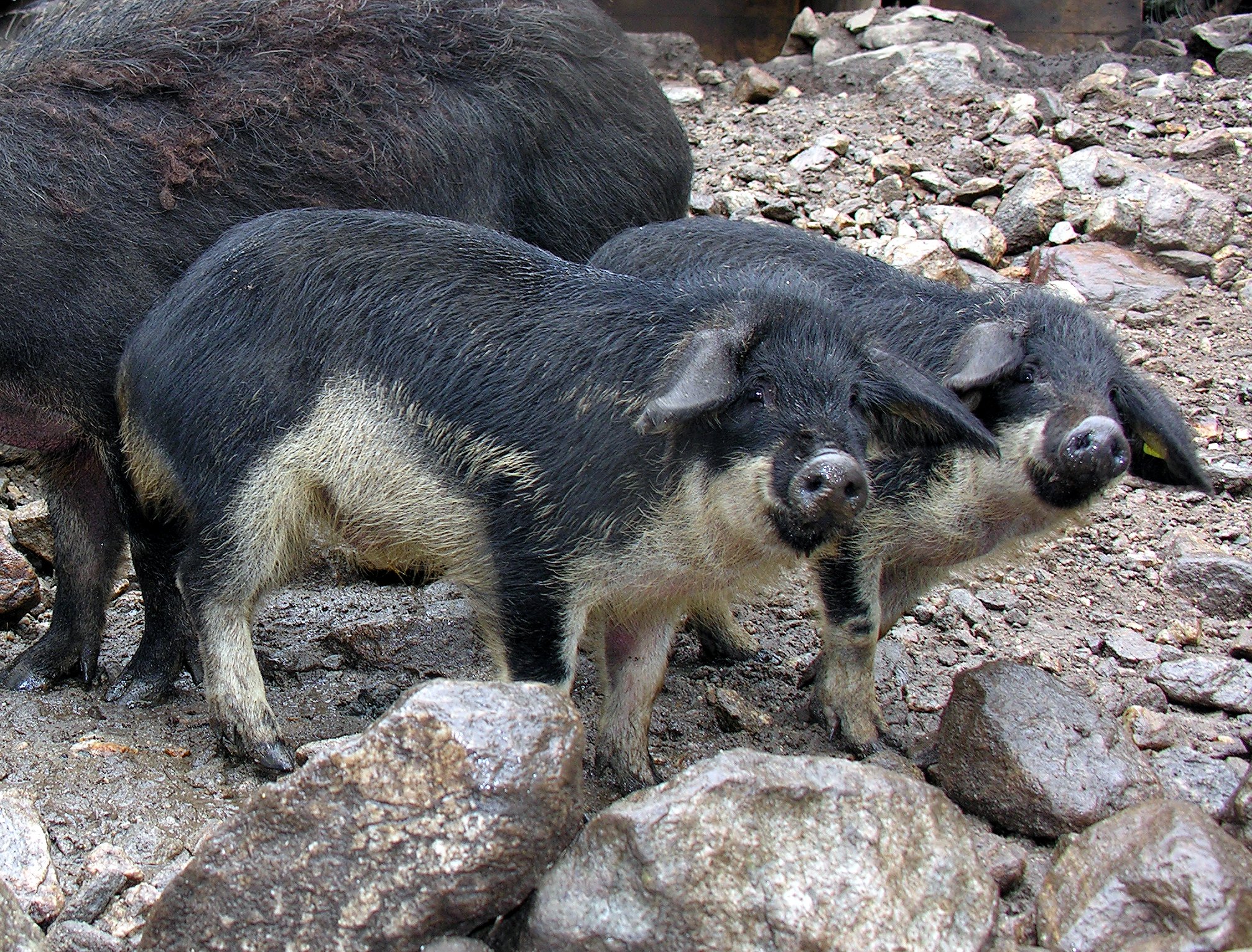 Das borstige Wollschwein mit Balkan-Vergangenheit