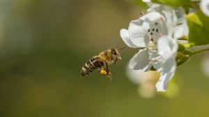 Vieles deutet darauf hin, dass Honigbienen seltene Bestäuberinsekten zusätzlich in Bedrängnis bringen.