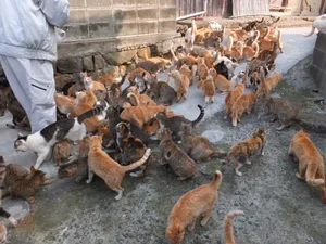 In Japan gibt es rund ein Dutzend Katzeninslen – Aoshima ist eine davon. Auf der Insel gibt es sechs mal mehr Katzen als Menschen. Die Insel ist 1,6 Kilometer lang. Eine Fähre bringt maximal 34 Besucher pro Tag von der nächst grösseren Insel Shikoku.