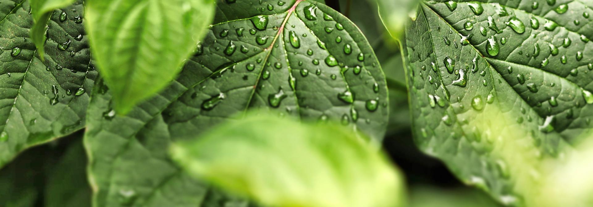 Regenwasser auf Blättern