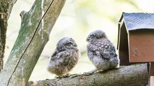 Steinkauzbabys:Die flauschigen Jungtiere im Zoo Basel sind mittlerweile fast so gross wie ihre Eltern.