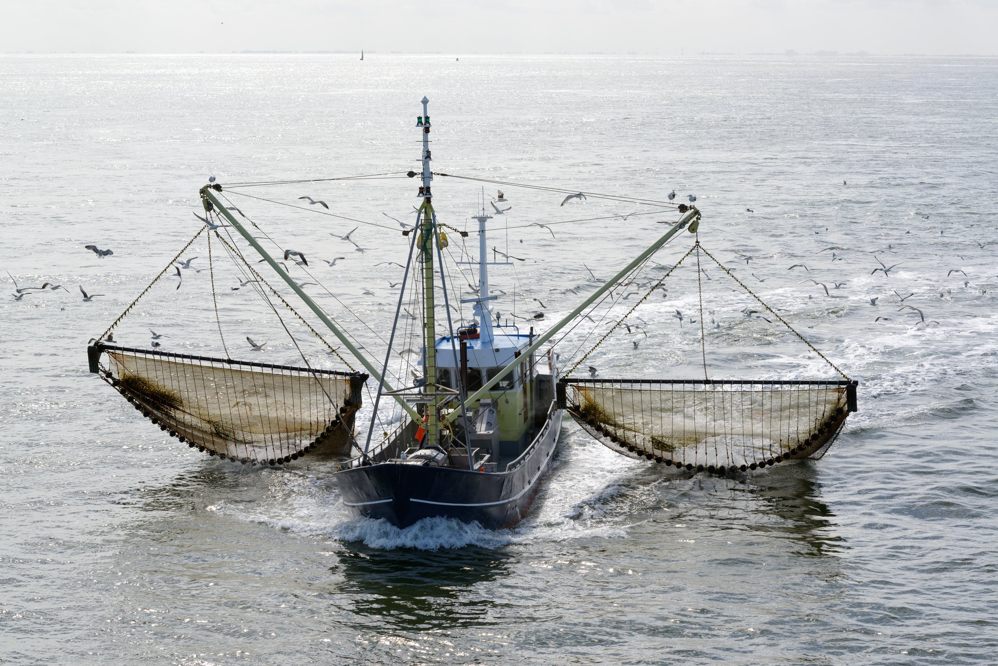 95 Prozent weniger tote Haie dank Innovation in der Fischerei