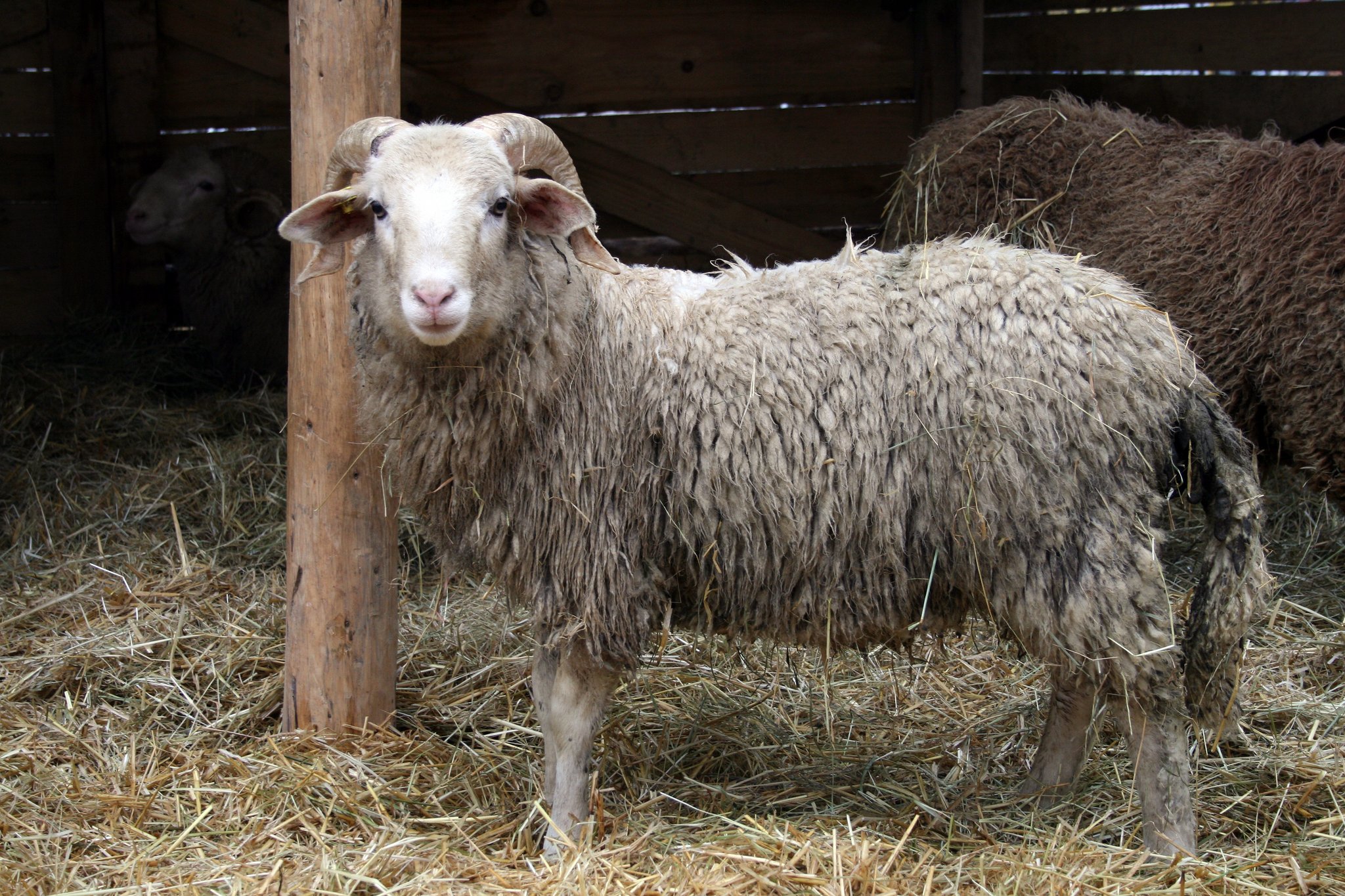 Das Bündner Oberländer Schaf und seine vielfältigen Ahnen