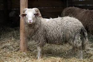 Die Gebirgsrasse ist sehr robust.