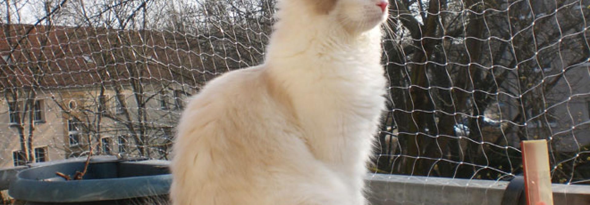 Katze_Balkon_Mamamamili_by-sa_s.jpg