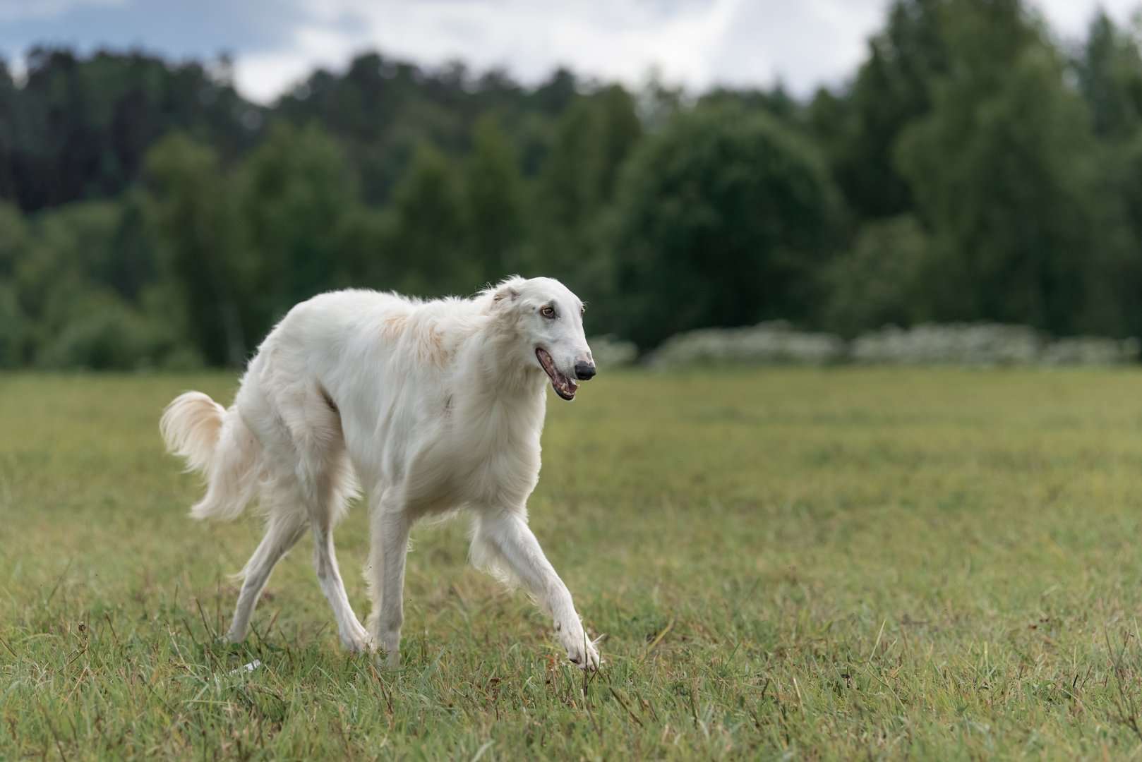 Barsoi: Der schlanke Riese mit Jagdinstinkt