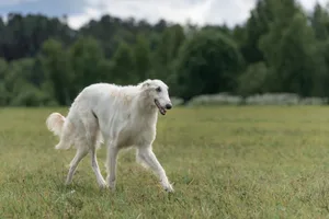 Der Barsoi ist ein grosser, schlanker Hund mit langem, weichem Fell, der durch seine elegante Statur sofort auffällt.