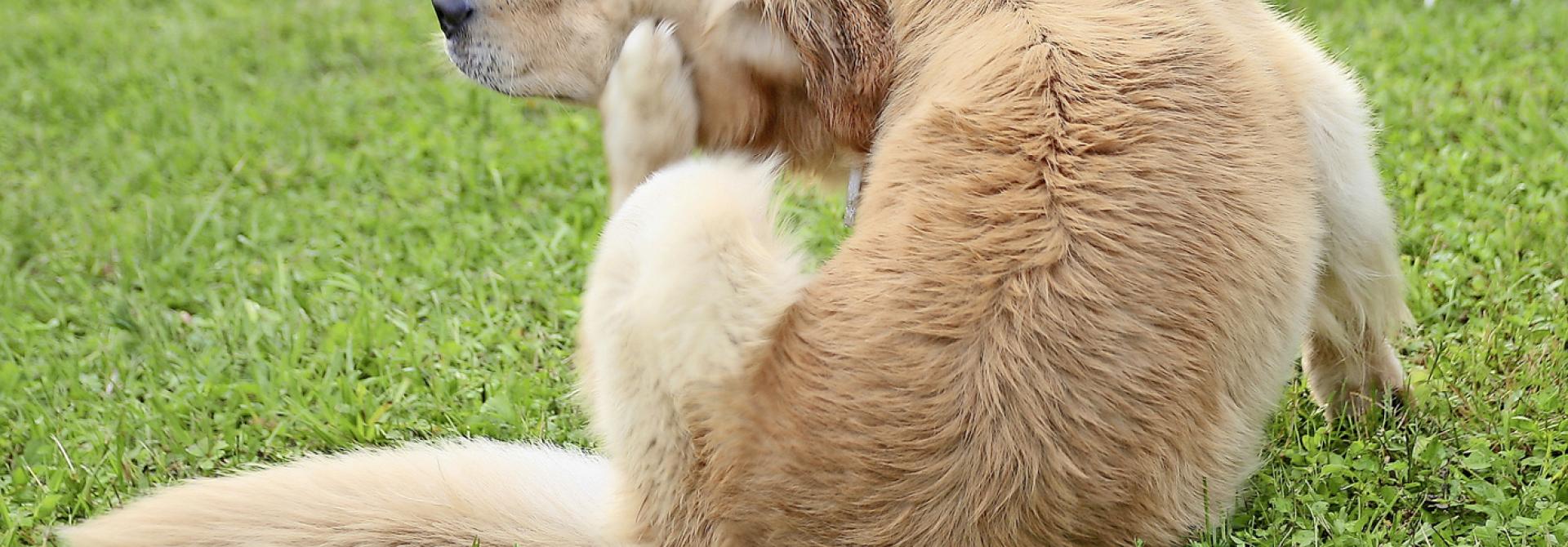 Hund kratzt sich