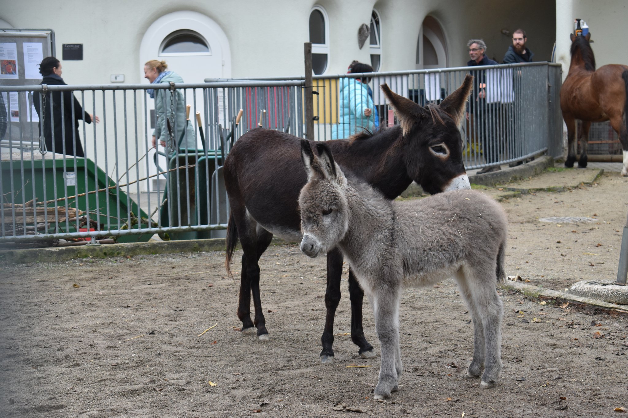 Tierische Eseltaufe am Chrüzacher-Fest