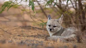 Der Bengalfuchs (Vulpes bengalensis) ist auf dem indischen Subkontinent endemisch und kommt von den Ausläufern des Himalayas bis in die südlichste Spitze der Halbinsel vor.