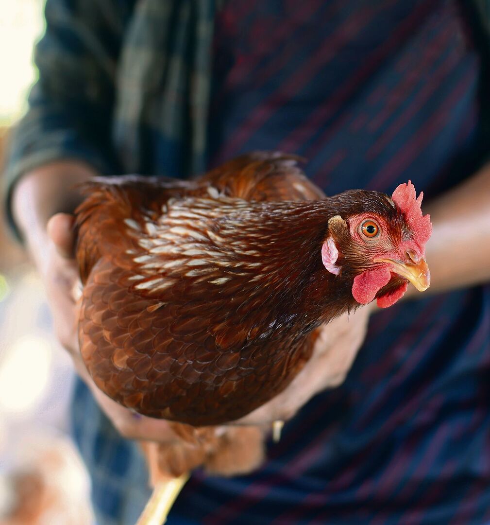 So wird ein Huhn schonend transportiert.