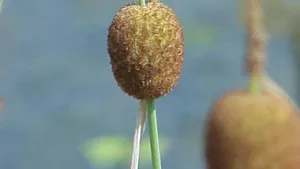 Der Kleine Rohrkolben (Typha minima) soll besser geschützt werden.