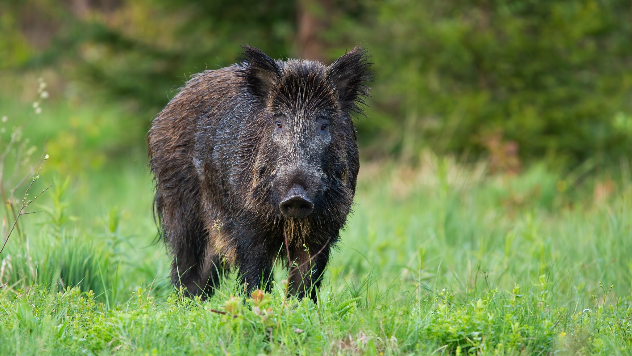 Das Wildschwein: Leben im Familienverband