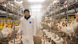 Zweimal täglich kontrolliert der angehende Geflügelfachmann Leon Jud, ob bei den Legehennen alles in Ordnung ist. Für das Foto hat er keine Staubmaske aufgesetzt, die gehört aber zur Ausrüstung.