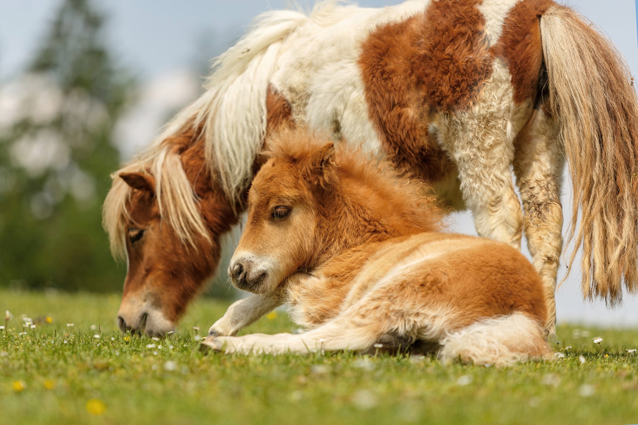 Shetlandpony: kleines Kraftpaket mit grossem Charakter