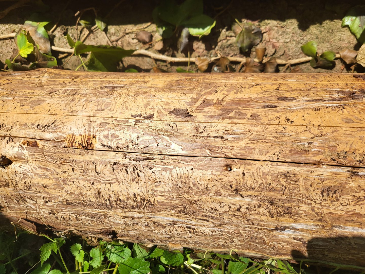 Welche Zukunft blüht unserem Wald?