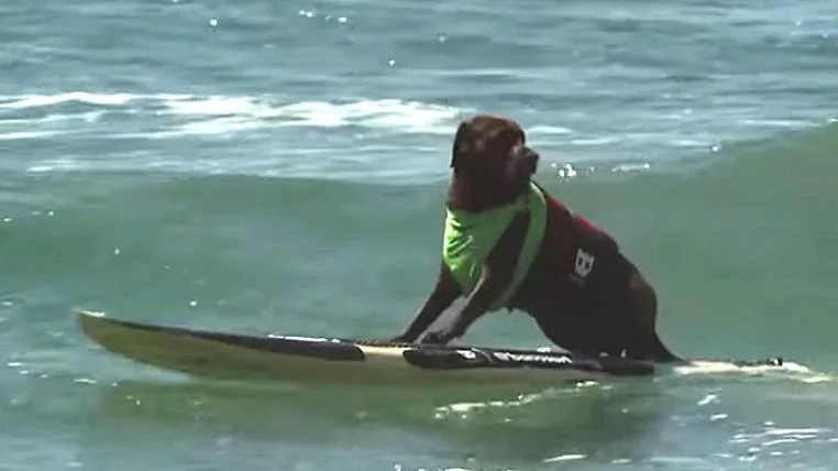 af22f299d6d42da5e5533b69188550c6e33cba51 Hund auf Surfbrett