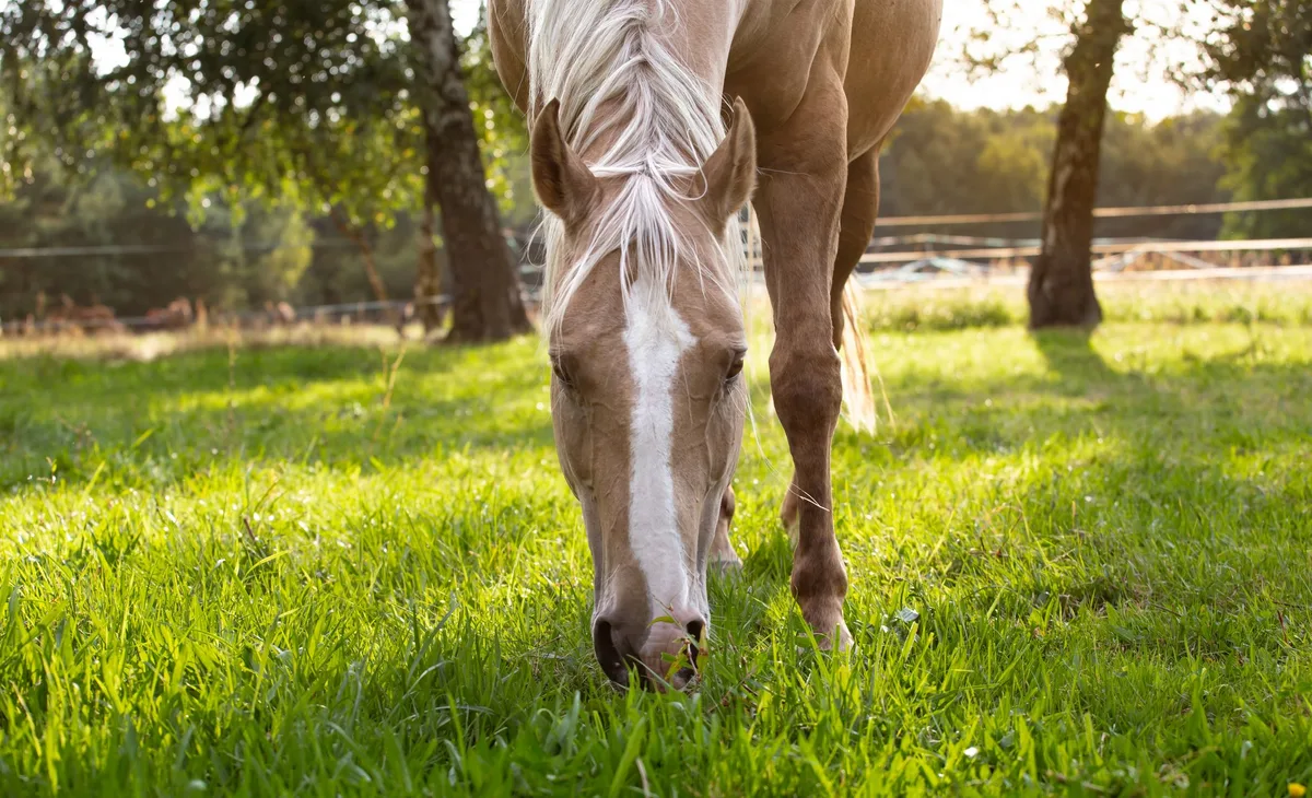 shutterstock_2091690481 Diese Pflanzen sind für dein Pferd tödlich