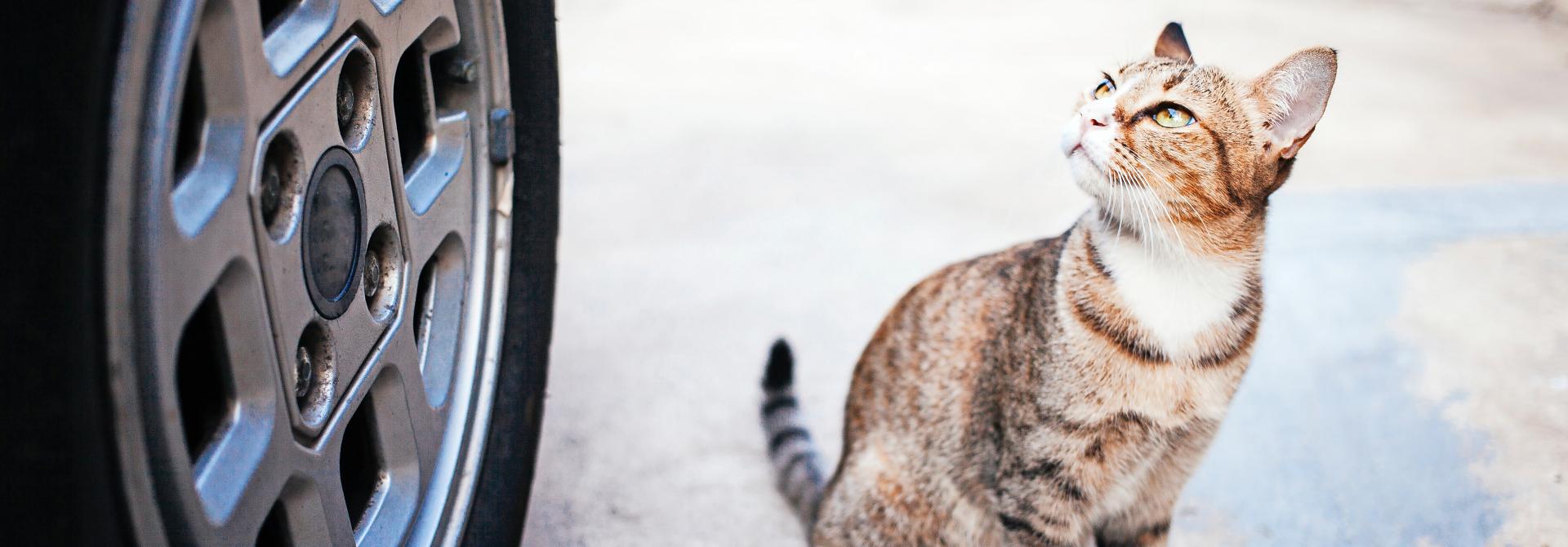 Katze vor Autorad