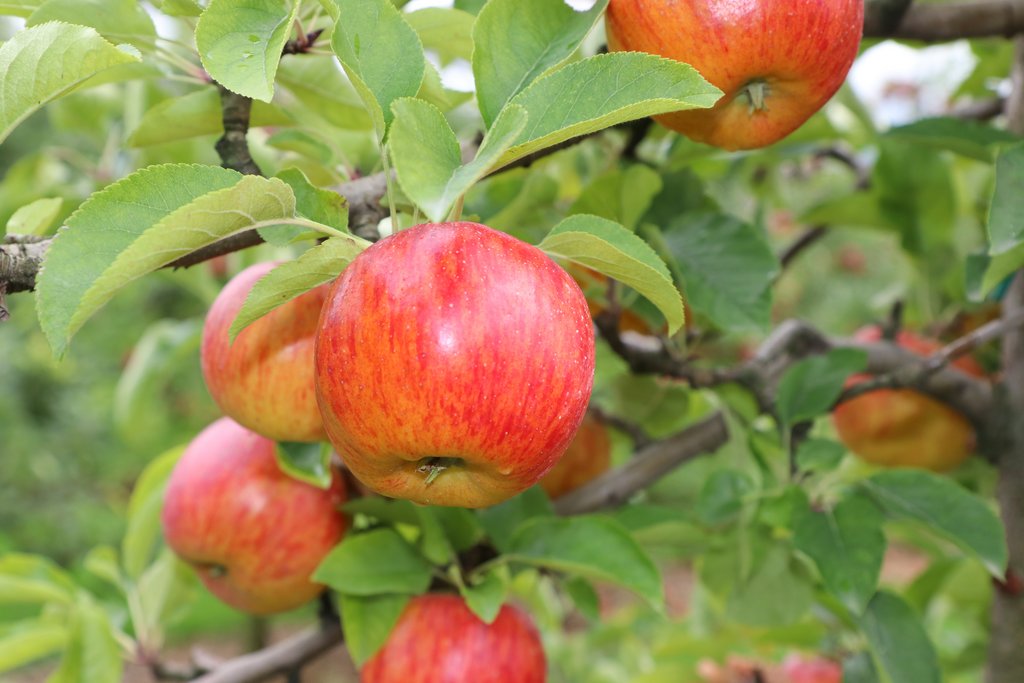Darf man fremdes Obst pflücken?