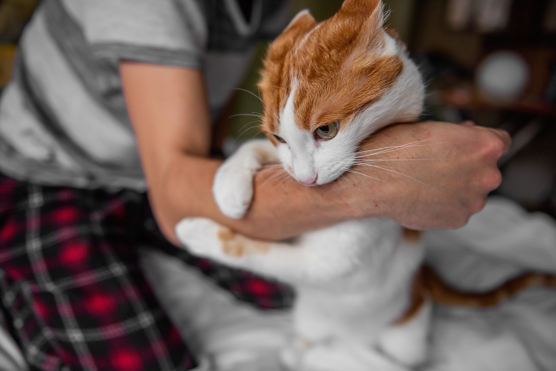 Warum Katzenbisse nie unterschätzt werden sollten