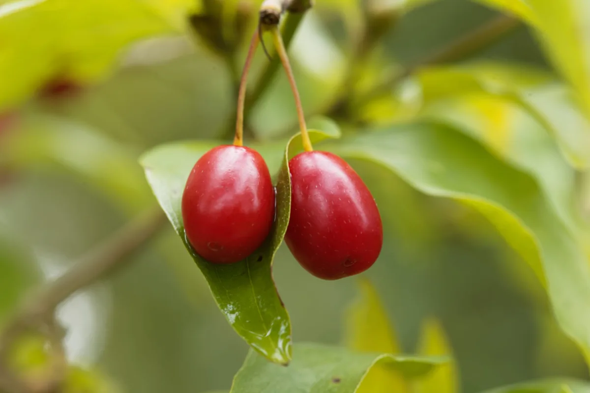 shutterstock_730320886 Was ist Wildobst und warum gilt es als Superfood?