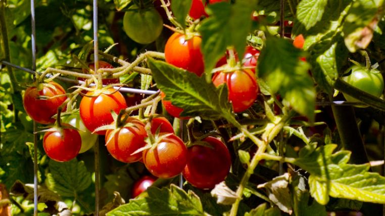 Cherrytomaten