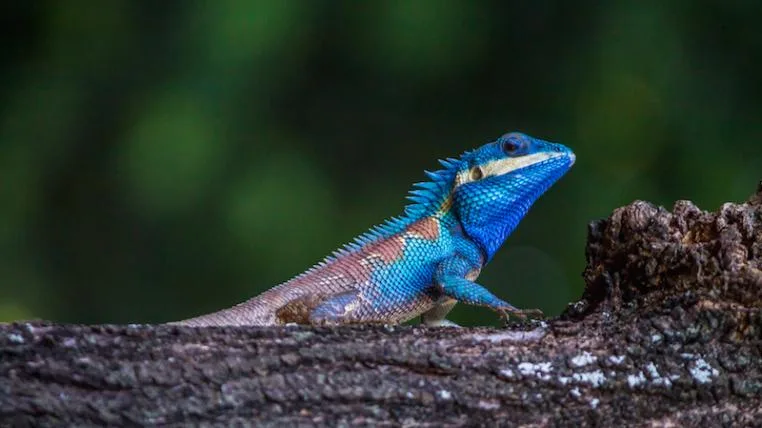 5e4ba2867647acd49660327ba53e6e6576332022 Reptilien.jpg