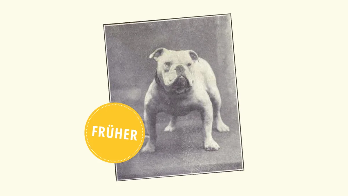01_Bulldogge_frueher So sahen beliebte Hunderassen vor 100 Jahren aus