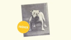 Eine wahre Schönheit war die Englische Bulldogge auch vor 100 Jahren nicht. Doch Schönheit liegt ja bekanntlich im Auge des Betrachters. Der «Science and Dogs»-Blog schreibt allerdings, diese Hunderasse repräsentiere alles was in der Hundezüchtung schief läuft.