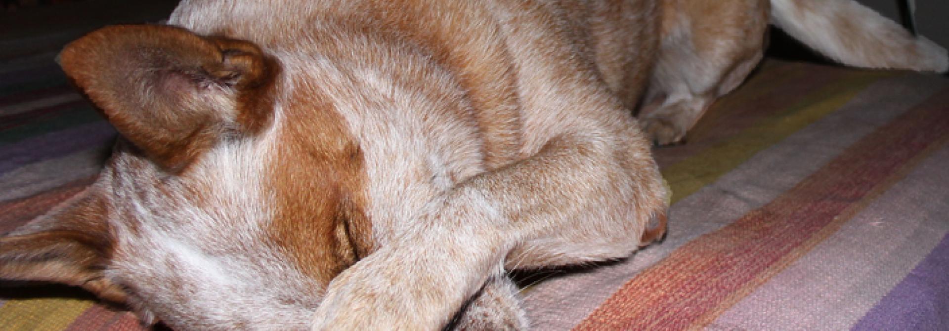 Dog_television-mdk527-bysa_s.jpg