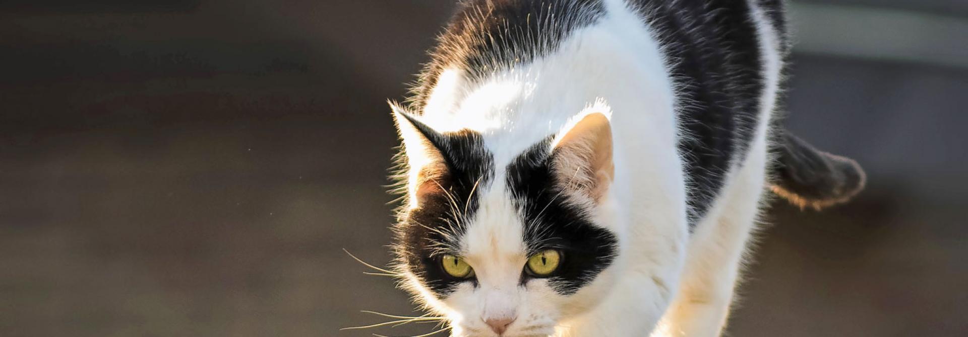 katzen-gleichgewicht-krank.jpg