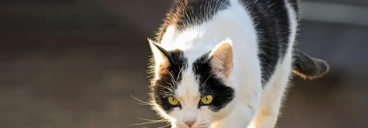 da33a59ed5ae2cf01159fc07f790f43ea5f03011 katzen-gleichgewicht-krank.jpg