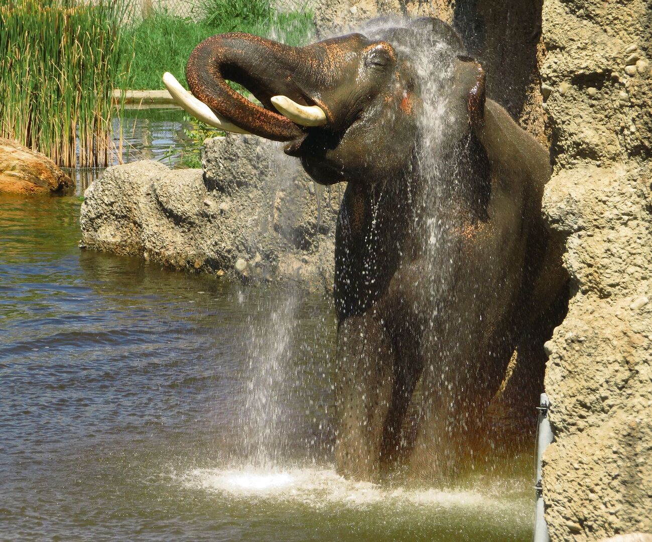 Statt des Elefantenreitens will Knies Kinderzoo mit naturnahen Erlebnissen das Publikum für die Tiere sensibilisieren.
