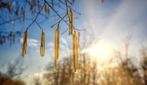 Die milden Winter-Temperaturen bringen die Hasel zum blühen.