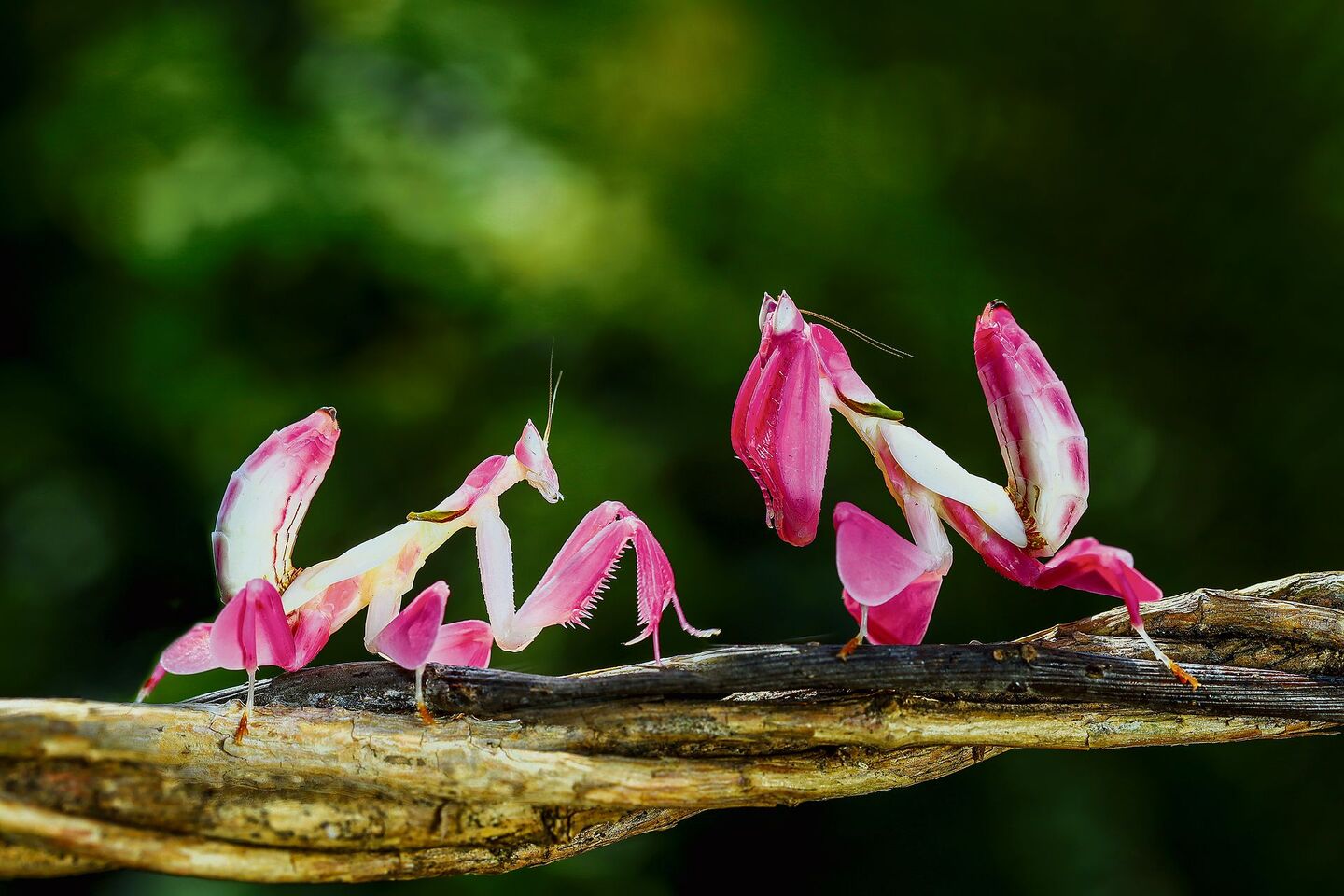 Orchideen-Mantiden gehören zu den anspruchsvolleren Arten von Gottesanbeterinnen.