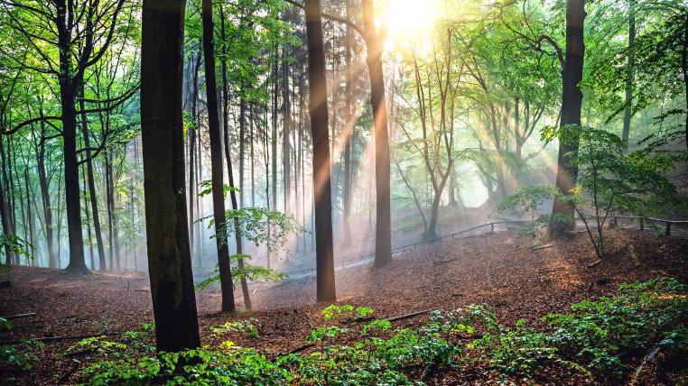 Wald